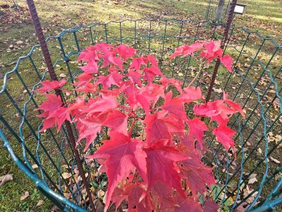 Acer micranthum